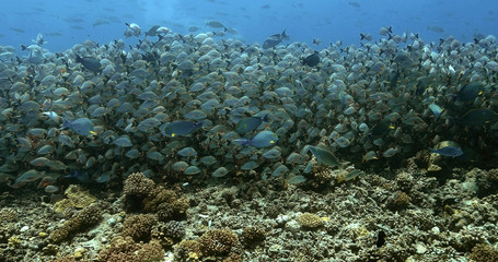 Fototapeta na wymiar Beautiful shoal of Maori snapper fish in the Pacific Ocean. Underwater life with tropical fish near coral reef in the ocean. Diving in the clear water.