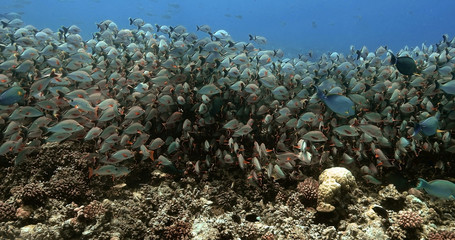 Beautiful shoal of Maori snapper fish in the Pacific Ocean. Underwater life with tropical fish near coral reef in the ocean. Diving in the clear water.