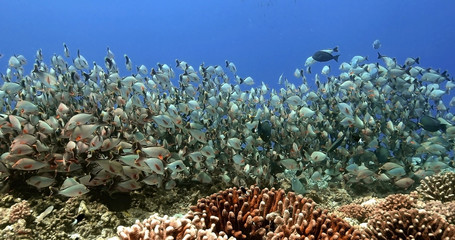 Shoal of fish in the Pacific Ocean. Underwater marine life with tropical maori snapper fish in the blue water. Diving in the Ocean