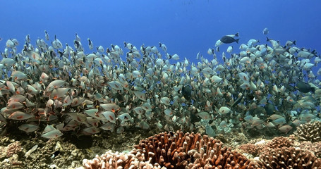 Fototapeta na wymiar Shoal of fish in the Pacific Ocean. Underwater marine life with tropical maori snapper fish in the blue water. Diving in the Ocean