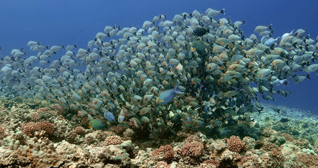 Fototapeta na wymiar Beautiful shoal of Maori snapper fish in the Pacific Ocean. Underwater life with tropical fish near coral reef in the ocean. Diving in the clear water.