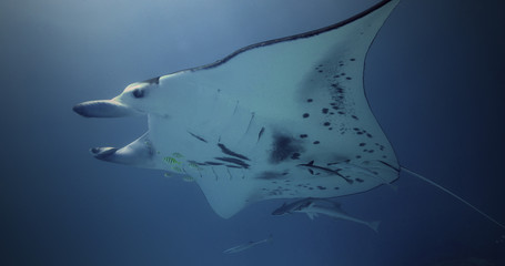 Manta Ray alone in the Pacific Ocean. Underwater marine life with manta ray in the blue water. Diving in the Ocean - ecosystem, biodiversity, environment