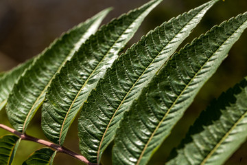 Fresh, spring vivid green leaves with red stem.