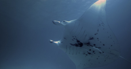 Manta Ray alone in the Pacific Ocean. Underwater marine life with manta ray in the blue water. Diving in the Ocean - ecosystem, biodiversity, environment
