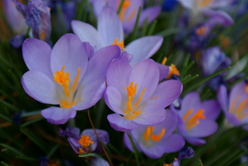 Crocus