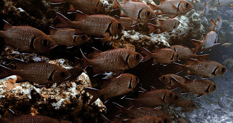Brick soldierfish close to coral reef in the Pacific Ocean. Underwater life with shoal of tropical fish. Diving in the clear water.