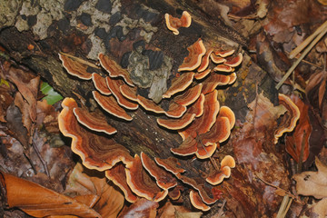 Baumpilz Eichenschichtpilz, Stereum gausapatum