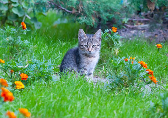 Sad kitten in the garden.