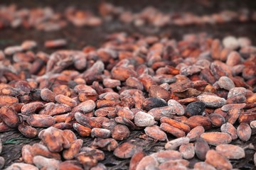 Chocolate industry cocoa beans