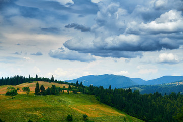 nature, beautiful cloudy sky, summer landscape in carpathian mountains, wildflowers and meadow, spruces on hills