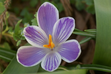 Obraz premium Crocus