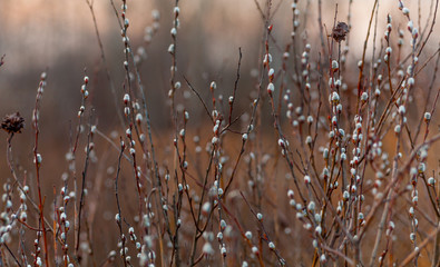 dew on grass