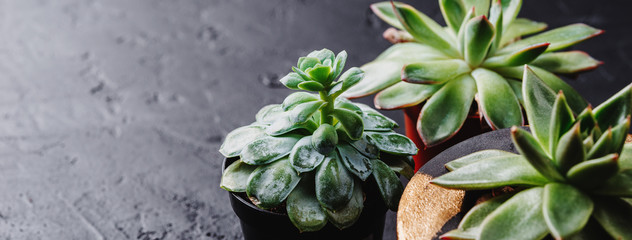 Small green succulents on a black concrete background, home garden, decorative indoor evergreen plant