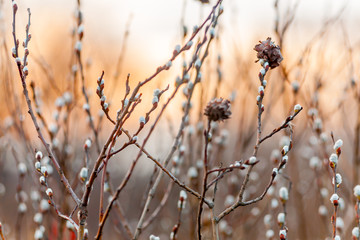 branch of a tree in winter