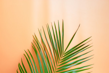 Palm branch on the table