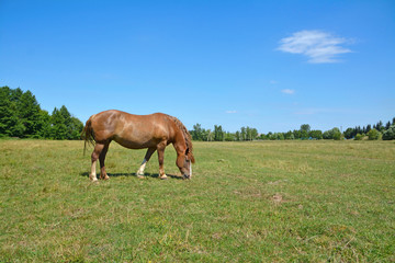 Obraz na płótnie Canvas the horse grazes in the field