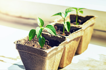  Pepper sprouts in pots on the windowsill, selective focus.