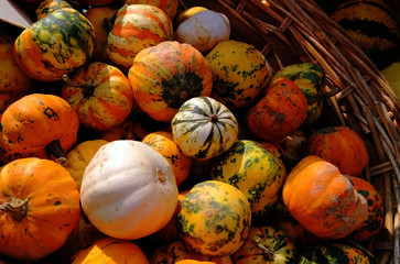Sun-yellow pumpkin