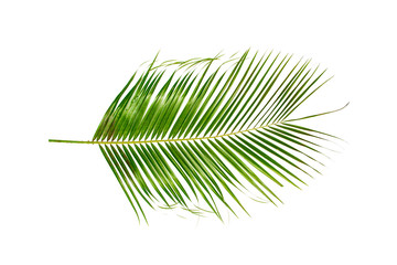 Fototapeta premium Palm branch on the table