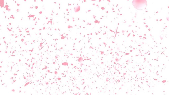 Cherry Blossoms, Pink Flower, Spring Season. Transparent with Alpha.
