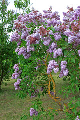 Obraz premium Lilacs in the spring