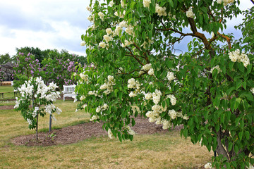 Fototapeta na wymiar Lilacs in the spring