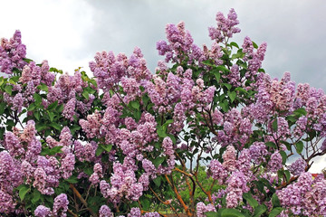 Obraz premium Lilacs in the spring