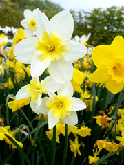 Fototapeta premium Narzisse, Narcissus, Bella Estrella