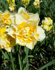 Obraz premium Narzisse, Bianca Maria, Narcissus