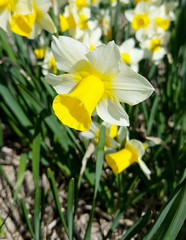 Narzisse, Narcissus, Golden Echo
