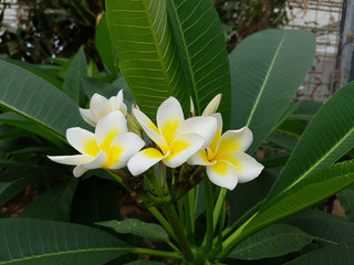 Plumeria, frangipani