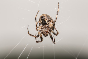 Orb Weaver on Web