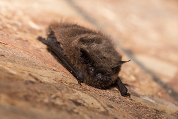 A Bat, Rudely Disturbed