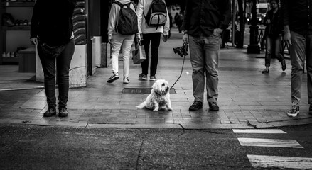 perrito con correa esperando en la calle - obrazy, fototapety, plakaty