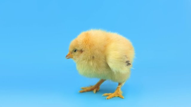 Sleepy chicken isolated on blue. FullHD 1080p.