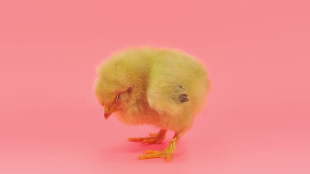 Sleepy chicken isolated on pink. FullHD 1080p.