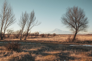 trees and Ararat mountain