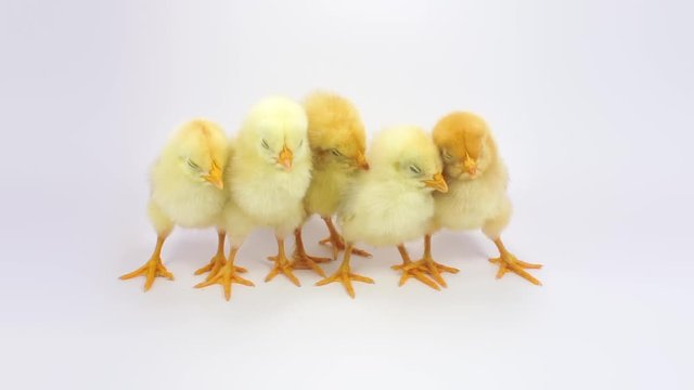 Five little yellow chicken happily sleeping together. FullHD 1080p, isolated on white.