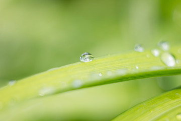 water drops on a big leaf, macro, beautiful green natural background