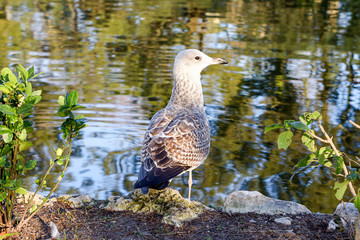 Grey Seagull stands on a rock on the shore of the pond