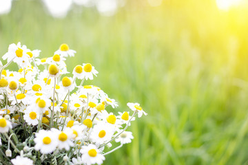 bouquet of field daisies, closeup, natural background