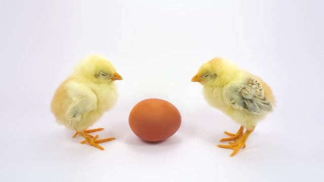 Two little yellow chicken sleeping near the egg. FullHD 1080p, isolated on white.