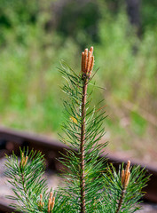 Young pine grew up on railway tracks on a blurous background of spring forest one sunny day at May