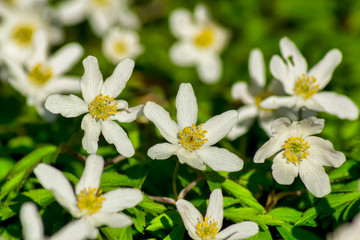 Fr&uuml;hlingserwachen