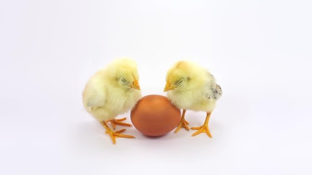 Two little yellow chicken sleeping near the egg. FullHD 1080p, isolated on white.
