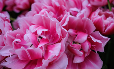 beautiful, colorful vibrant tulip in the garden