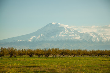 Obraz premium green field and Ararat mountain
