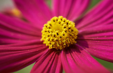 Purple petals with yellow pollen