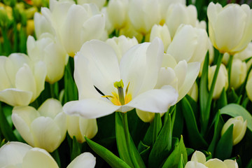 Fototapeta premium beautiful, colorful vibrant tulip in the garden