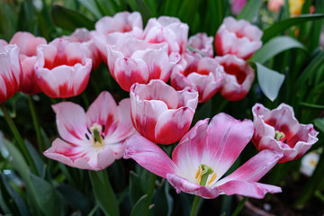Fototapeta premium beautiful, colorful vibrant tulip in the garden